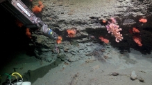 HISTÓRICA CAMPAÑA OCEANOGRÁFICA TALUD IV. Descubren 57 nuevas especies en los cañones submarinos de Argentina